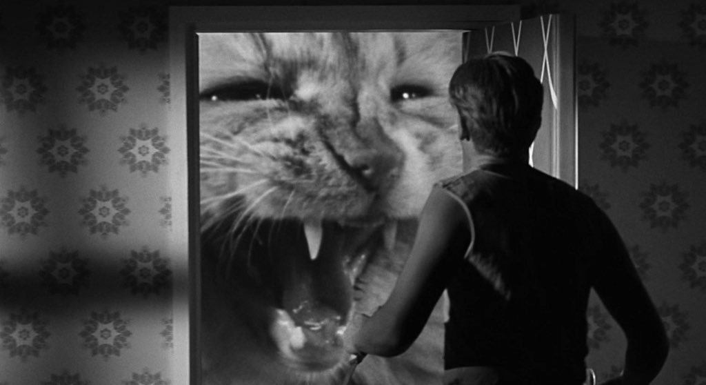 oscarmoviebuff's tweet photo. The Incredible Shrinking Man [1957]

dir: Jack Arnold 🇺🇸 

#TheIncredibleShrinkingMan #JackArnold #CriterionCollection #GrantWilliams #RandyStuart https://t.co/t3IM22B5cP