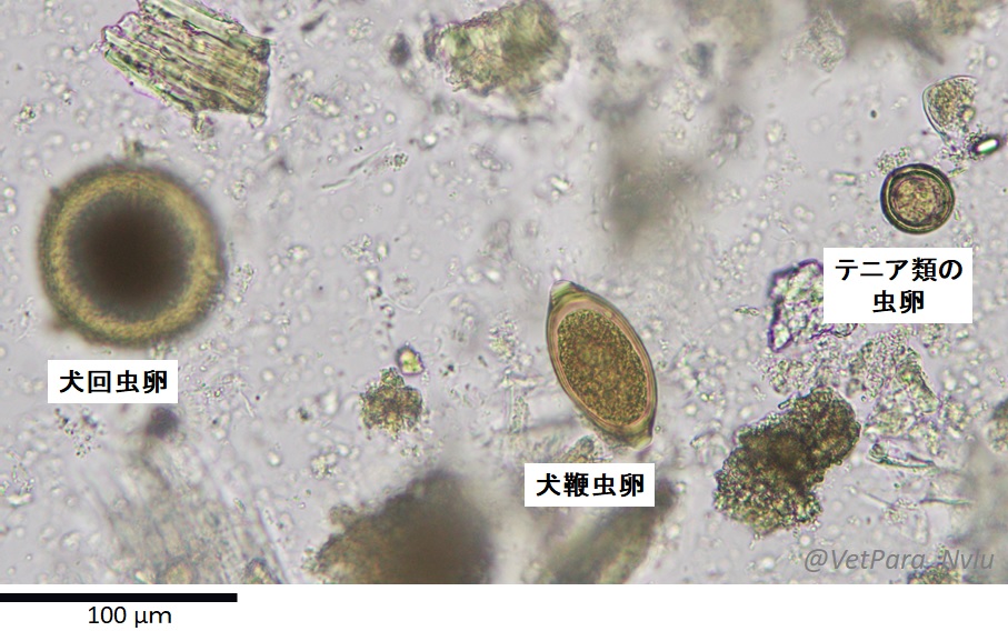 日獣大 寄生虫 回虫 鞭虫 テニアの虫卵を並べてみました 回虫卵は直径80µm前後です 写真のように テニアとは大きさが明らかに違います むしろ テニアはこんなに小さいです 迷ったら まずは計測を 顕微鏡に計測装置がついていない場合は 接眼