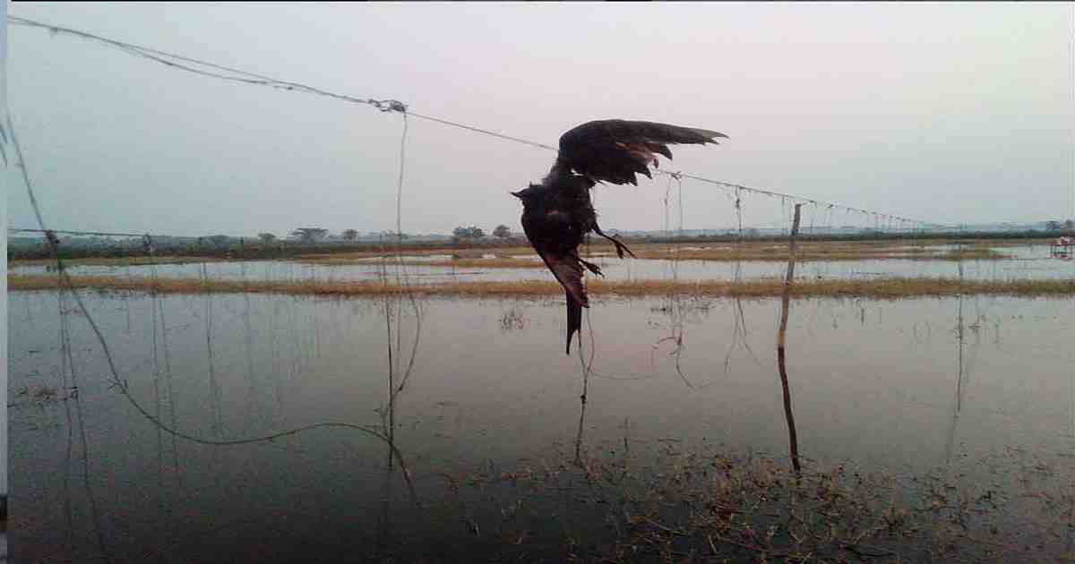 MosrurZunaid's tweet photo. 'Festival of poaching'
Although the poaching of birds is a punishable act, it is going on unabated in Bagerhat under the noses of the local administration .
#Bangladesh #birds #birdpoaching https://t.co/HZeAaN7f9Q