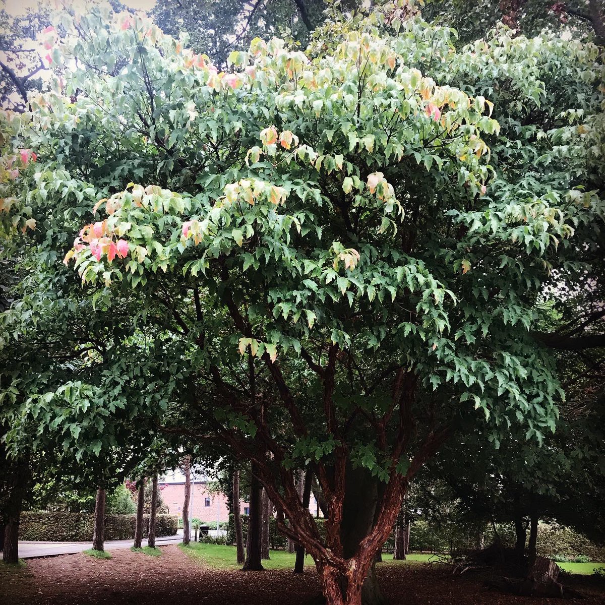 Lollyvar's tweet image. Acer griseum #paperbark maple #reaseheath college RHS