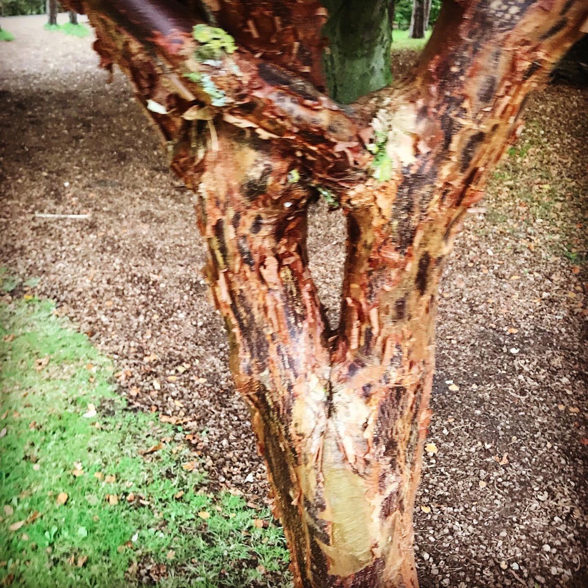 Lollyvar's tweet image. Acer griseum #paperbark maple #reaseheath college RHS
