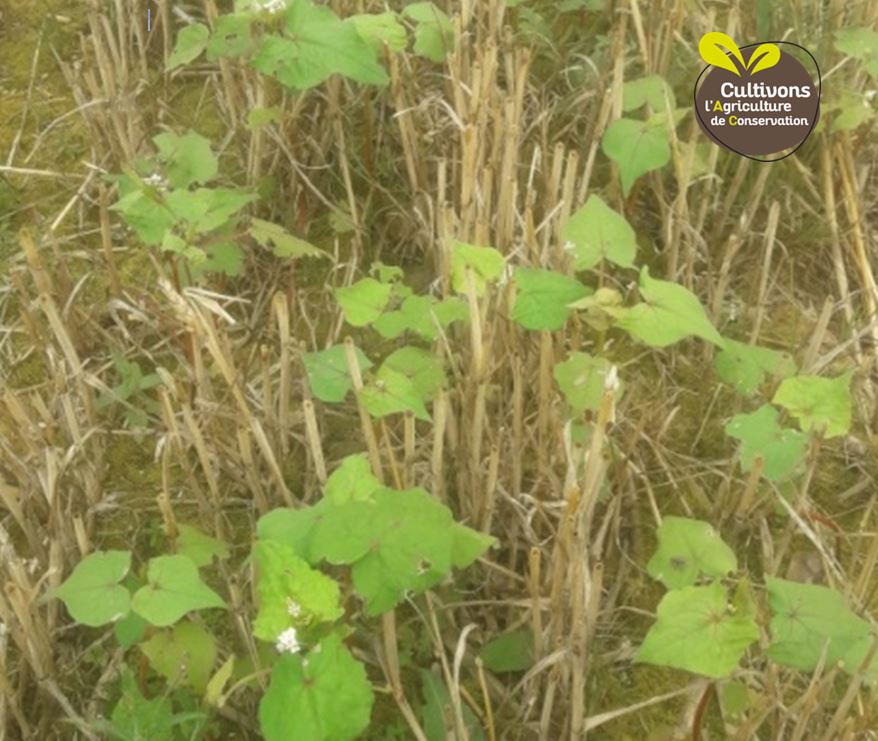 [ÉVÉNEMENT] Vous souhaitez échanger autour de #Agriculturedeconservation ? RDV le 26/10 à la Selle Craonnaise (53). Au programme : couverts semés à la volée dans le blé, le semis direct de couvert au semoir à dents  👉 bit.ly/3axzIzP #ACS #CultivonsAC