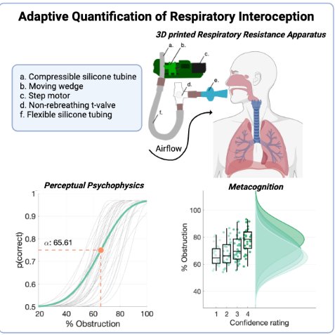 We're thrilled to share our latest - introducing the Respiratory Resistance Sensitivity Task: An Automated Method for Quantifying Respiratory Interoception and Metacognition! Epic work from @ninitronic. 
Preprint: biorxiv.org/content/10.110… 
All data &amp; code:
github.com/embodied-compu…