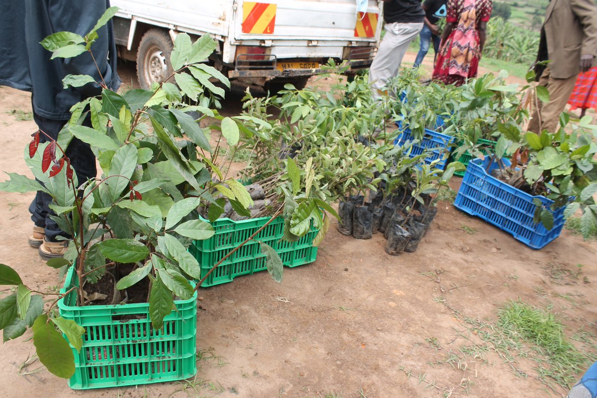 MourineAsiimwe's tweet photo. Successful delivery and distribution of fruit & indigenous tree seedlings to our group 1 members in Karogwa, Bukinda #Uganda
#ClimateAction
#PracticalClimateActivism
#Trees #Fruits #NativeTrees #EcosystemRestoration #social #economic #Environmental impact
@Share_Your_Self https://t.co/CdBaZaNuMQ