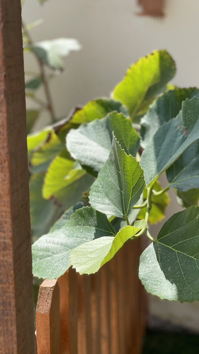 صلُّوا على غيث القلوب وريِّها
خير الخلائقِ رحمة الرحمن ﷺ"
.
#المولود_النبوى_الشريف 📸