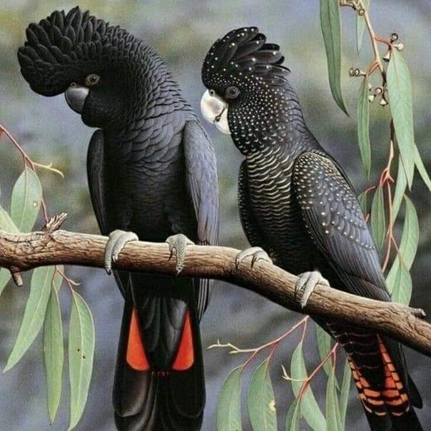 🦜🦅🕊️🐥🐦