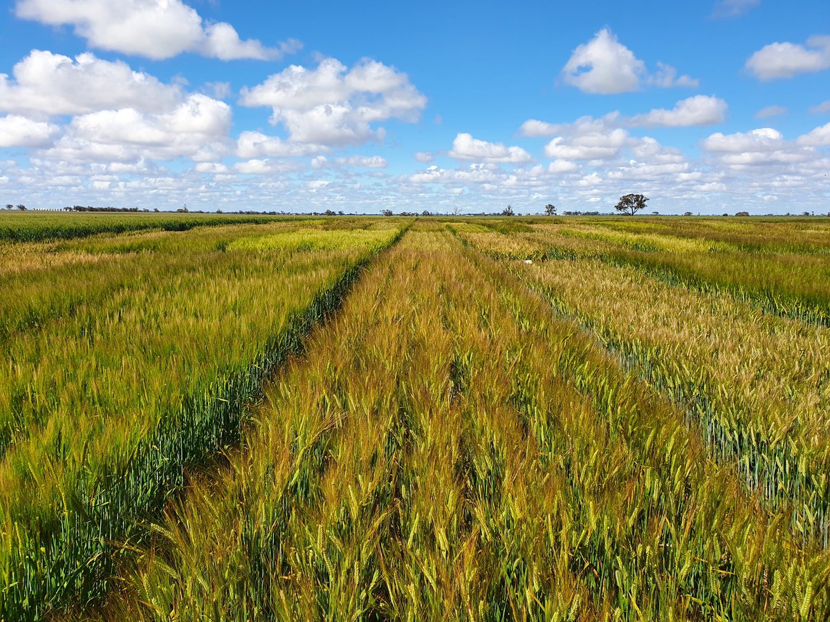 Bridget Close tweet media