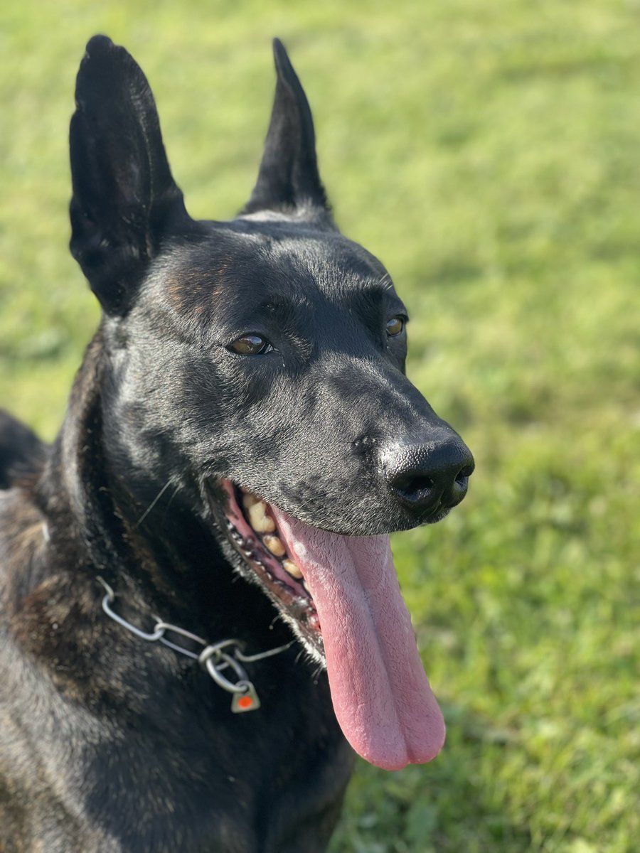 Not done one for a while so good morning and happy tongue out Tuesday from Bart #tongueouttuesday #PDBart #dutchherder