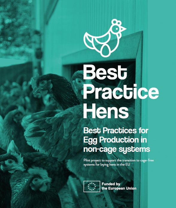 BestHens's tweet photo. ✅ The Project flyer is now available! It contains a good overview of the project description and objectives in very eye catching format.  

📌 Visit the project website and take a good look at it. 
https://t.co/n522WOtreL
#bestHens #sustainableeggs #animalwelfare https://t.co/OxIaLpNz0t