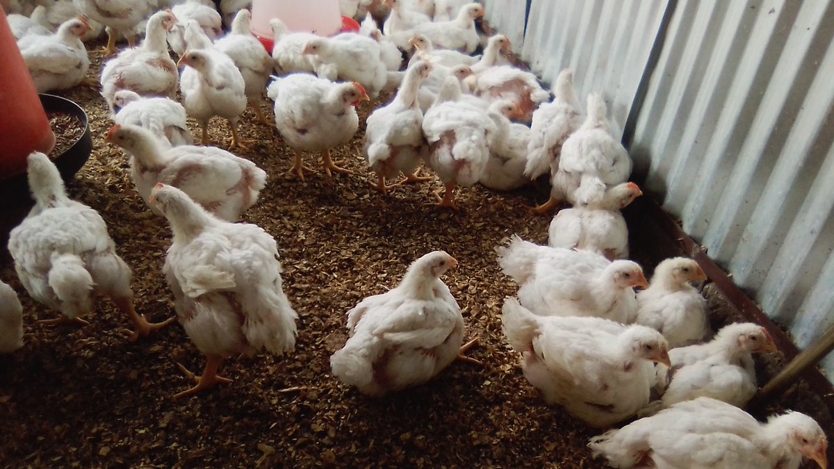 Tsogang3's tweet photo. One thing about farming is that it's addictive. You will find yourself doing it, profit or not 🤞🏿 https://t.co/L3FpVlCQab