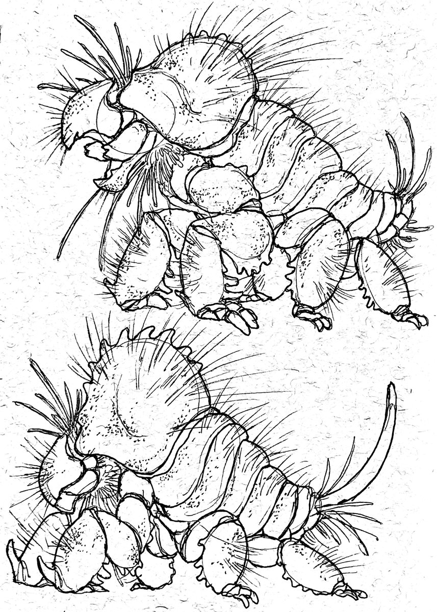 been looking at some speculative bio things recently and wanted to try my hand at a feasable(?) creature! This giant subterranean arthropod is nearly impenetrable and relies entirely on its sensory hairs and whiskers to detect tree roots underground to feed on whole trees 