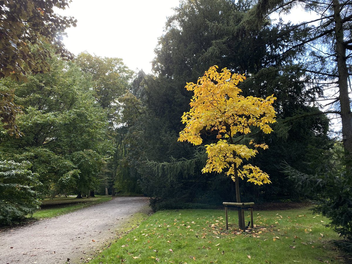 nchoism's tweet photo. One yellow tree surrounding by green trees #trees #autumn #autumnvibes #autumnwalk #aalst #parkaalst #osbroekparkaalst #herfst #herfstkleuren #herfstwandeling @ThePhotoHour https://t.co/BD1BoAcYFU