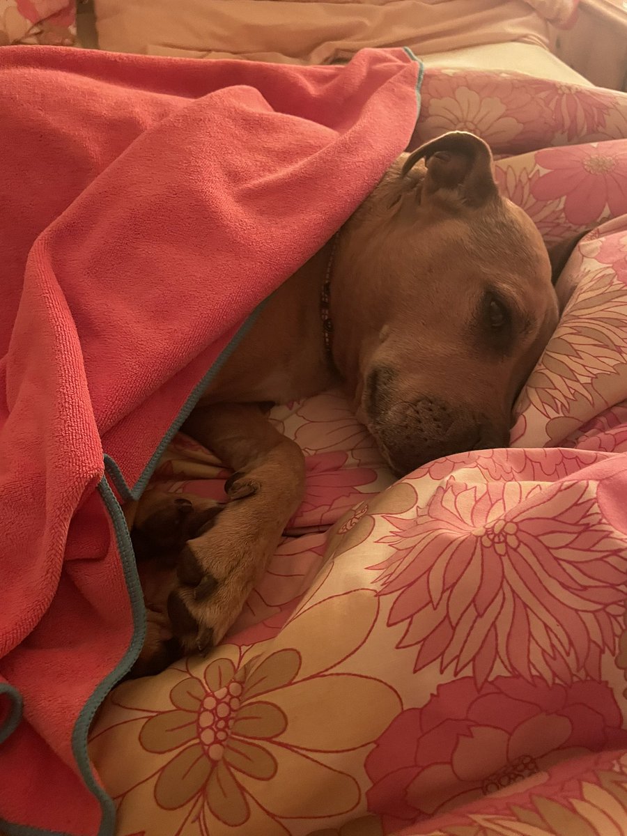 Burfdays can be quite tiring playing with new toys, extra walkies and nomming snackies. 🥩🦴🍖

Hello to all my new burfday followers, it’s so nice to see you all!! 🥰 now who is up for a little nap? (I only just woke up) 👀💤#dogsoftwitter #tireddog #doggo