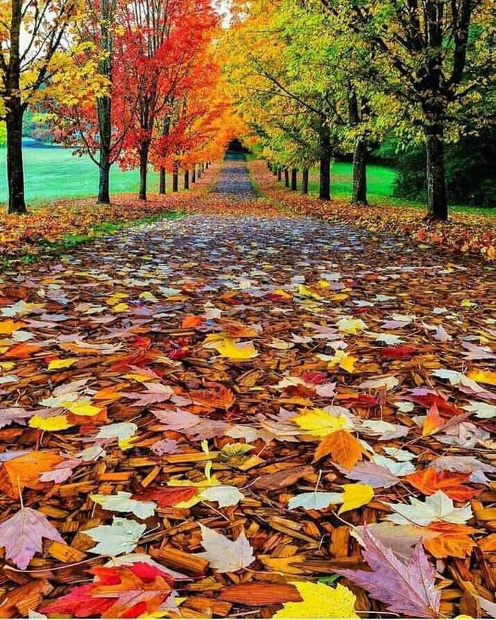 OnlyNatureplace's tweet photo. Good Day Friends 🌷❤🌷 https://t.co/mymcM1pjNC