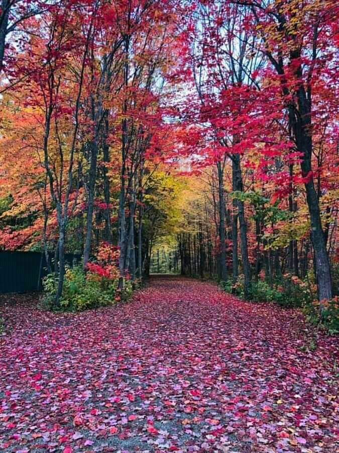 OnlyNatureplace's tweet photo. Good Day Friends 🌷❤🌷 https://t.co/mymcM1pjNC