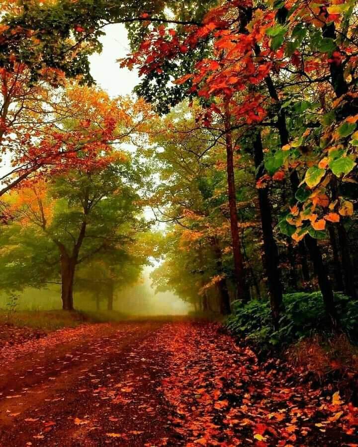 OnlyNatureplace's tweet photo. Good Day Friends 🌷❤🌷 https://t.co/mymcM1pjNC