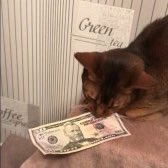 Забудь про деньги. Кот с деньгами. Денежный котик. Деньги Мем. Коты и деньги Мем.