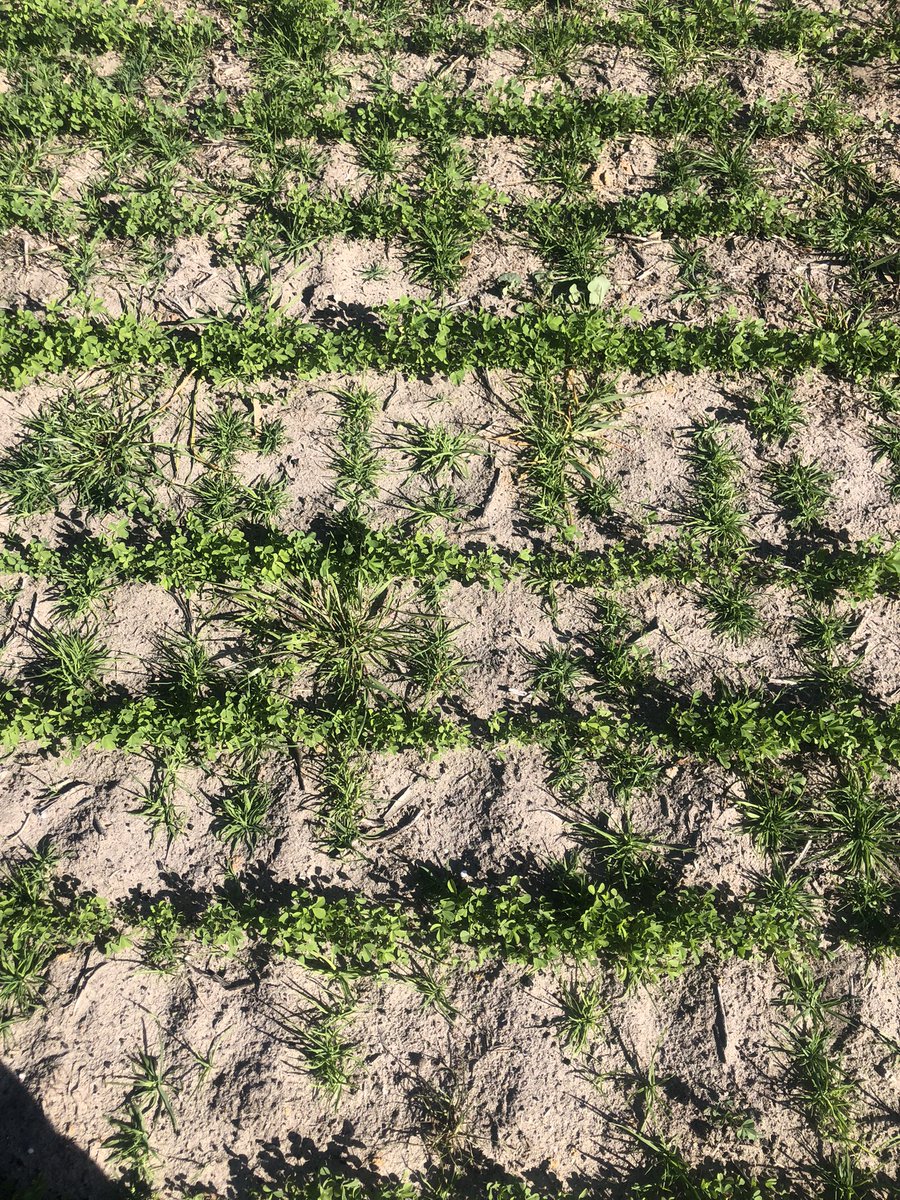 lucernebreeder's tweet photo. We are evaluating different ways of sowing lucerne with perennial grass at Binnnum SA with @BarenbrugAUS . How do you sow yours? Alternate rows, cross sowing, wide spacing or all down the same row? https://t.co/aM0mJ3qDi5