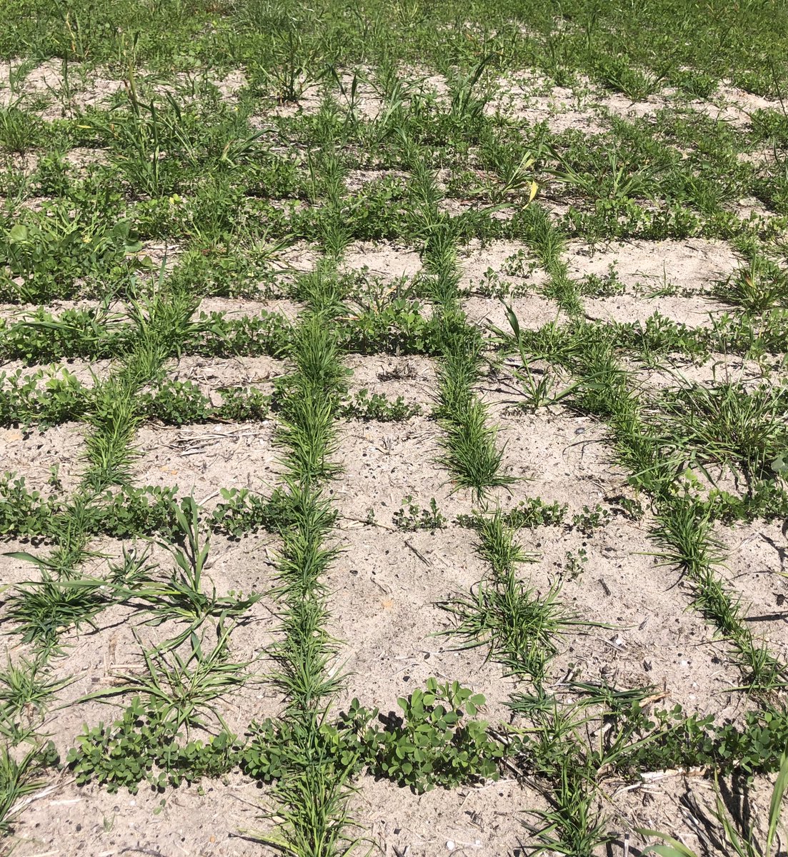lucernebreeder's tweet photo. We are evaluating different ways of sowing lucerne with perennial grass at Binnnum SA with @BarenbrugAUS . How do you sow yours? Alternate rows, cross sowing, wide spacing or all down the same row? https://t.co/aM0mJ3qDi5
