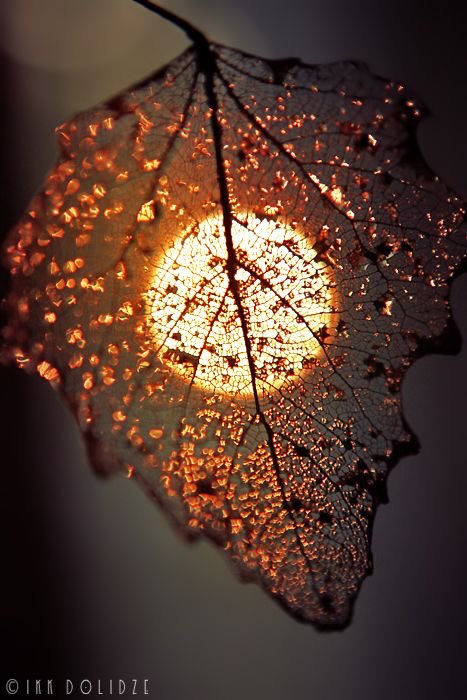 cicuellar's tweet photo. Good Night

Fall, leaves, fall; die, flowers, away;
Lengthen night and shorten day;
Every leaf speaks bliss to me
Fluttering from the autumn tree.
I shall smile when wreaths of snow
Blossom where the rose should grow;
I shall sing when night’s decay
Ushers in a new day.
E. Brontë https://t.co/19LAcdbRsn
