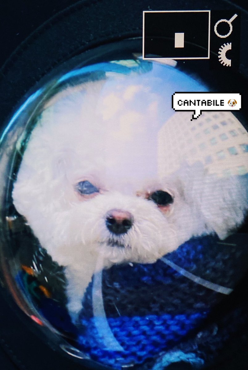 cantabile_d's tweet photo. 211019 흊찌 프리뷰 🐶

갓댕이 🥺🥺🥺🥺🥺🥺 @iamkmk https://t.co/VhDOCNFYrp