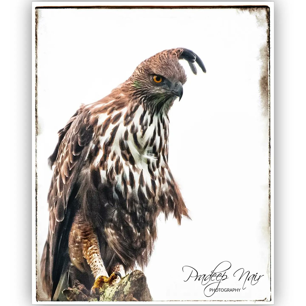 #CrestedHawkEagle, #ChangeableHawkEagle #birdsofindia