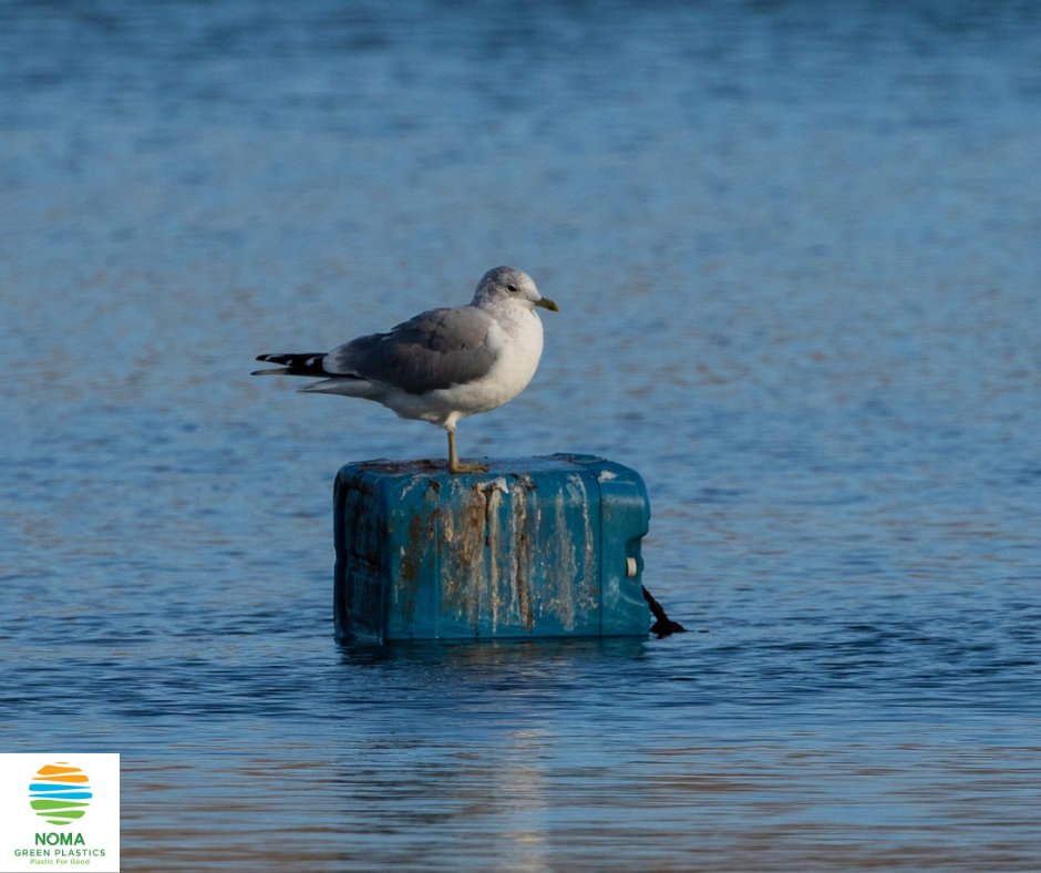 NomaPlastics's tweet photo. #DidYouKnow Millions of animals are killed by plastics every year, from birds to fish to other marine organisms. Nearly every species of seabird eats plastics. 
We have to be conscious of how we dispose off plastic materials. Call/text us today - 0743483791 https://t.co/ouDZT5qPhF