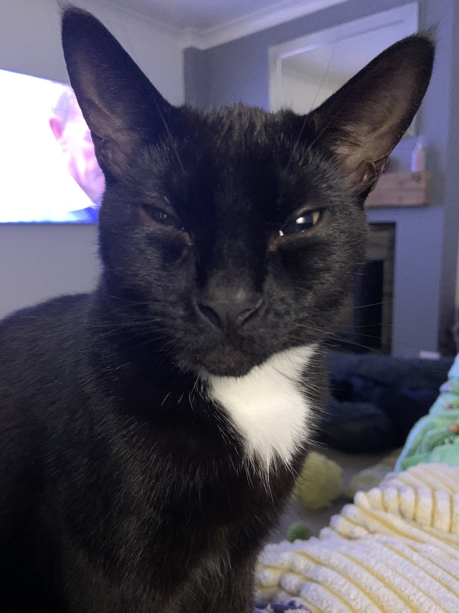 tipps_mr's tweet photo. You say that I’ve been fed already? Are you going to take any chances? 😼#CatsOfTwitter #AdoptDontShop https://t.co/oBKW0UfVx7