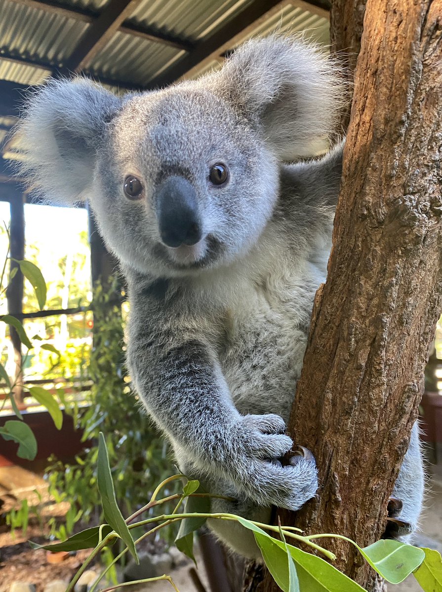 chandlerpowell9's tweet photo. Lana the koala here to say “G’Day” from @AustraliaZoo 🐨 https://t.co/bldEMUX6zH