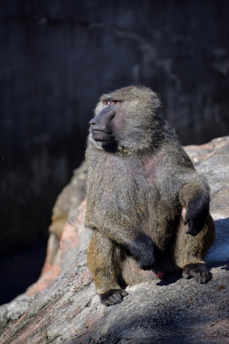 ヒヒ Twitter Search Twitter