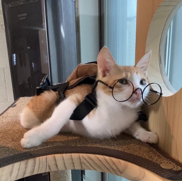 saintmillthecat's tweet photo. ( 근데 이거 너모 큰 것 같기두 ) https://t.co/u2vlmjR5VS