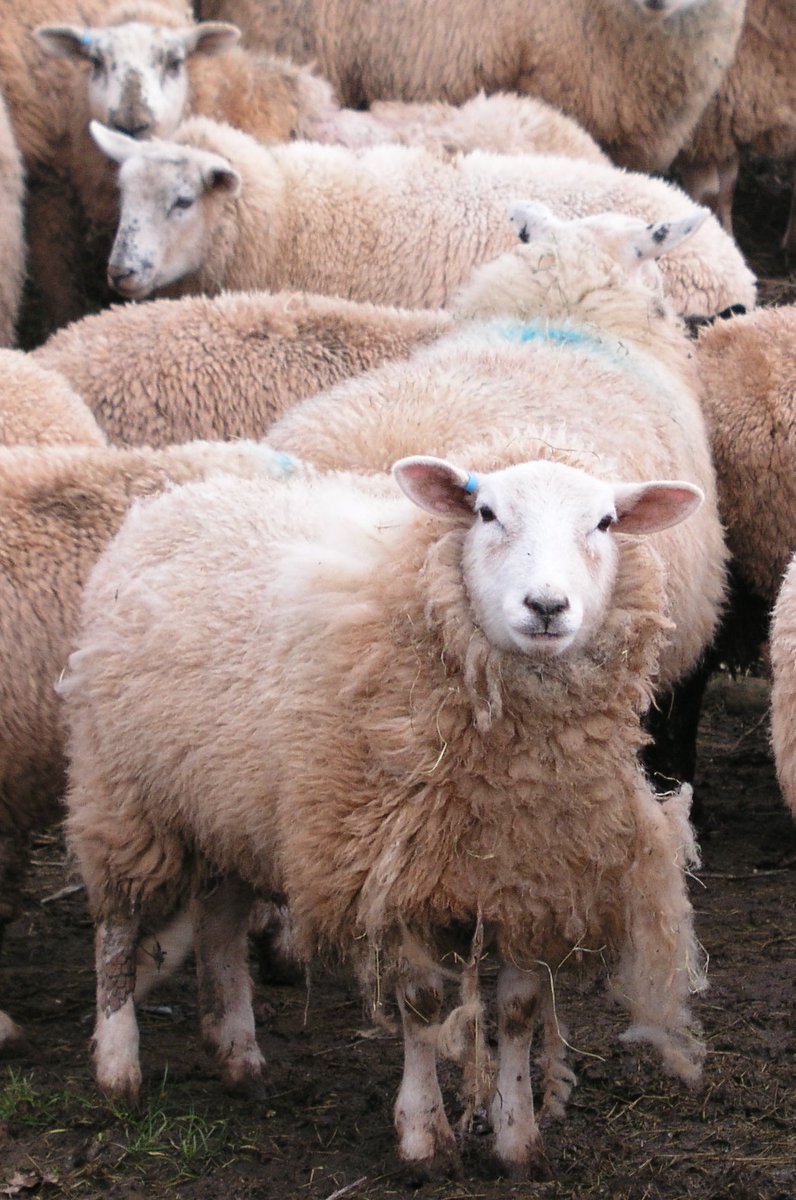 natsheep's tweet photo. **#SCOPS post** SCOPS is strongly encouraging all sheep farmers in England, Wales and Scotland to participate in the Sheep Scab Survey 2021 - even if you have no scab problem! 

Complete the survey at https://t.co/n38D7KpFdR https://t.co/r3b7m2WPVD