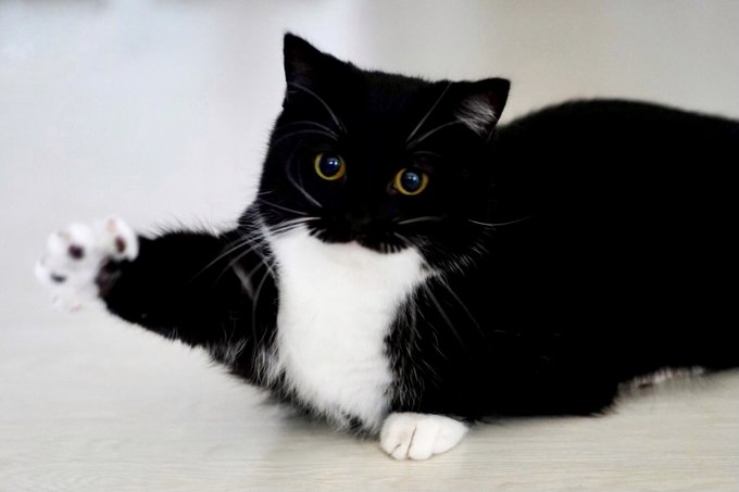ネコ ハイッ W ぷっくり口元のネコちゃん 手を上げてお返事するようなポーズに 無限に可愛い の声 ねとらぼ