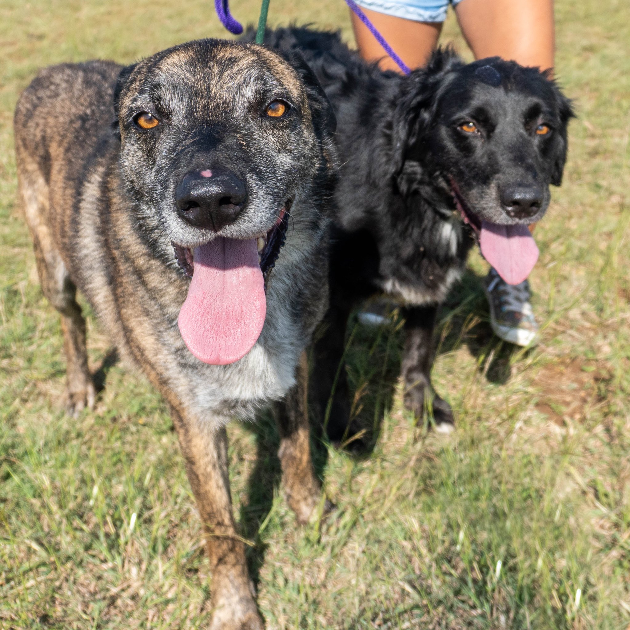 Texas Humane Heroes on Twitter "Sabine & Bosque were adopted from TXHH