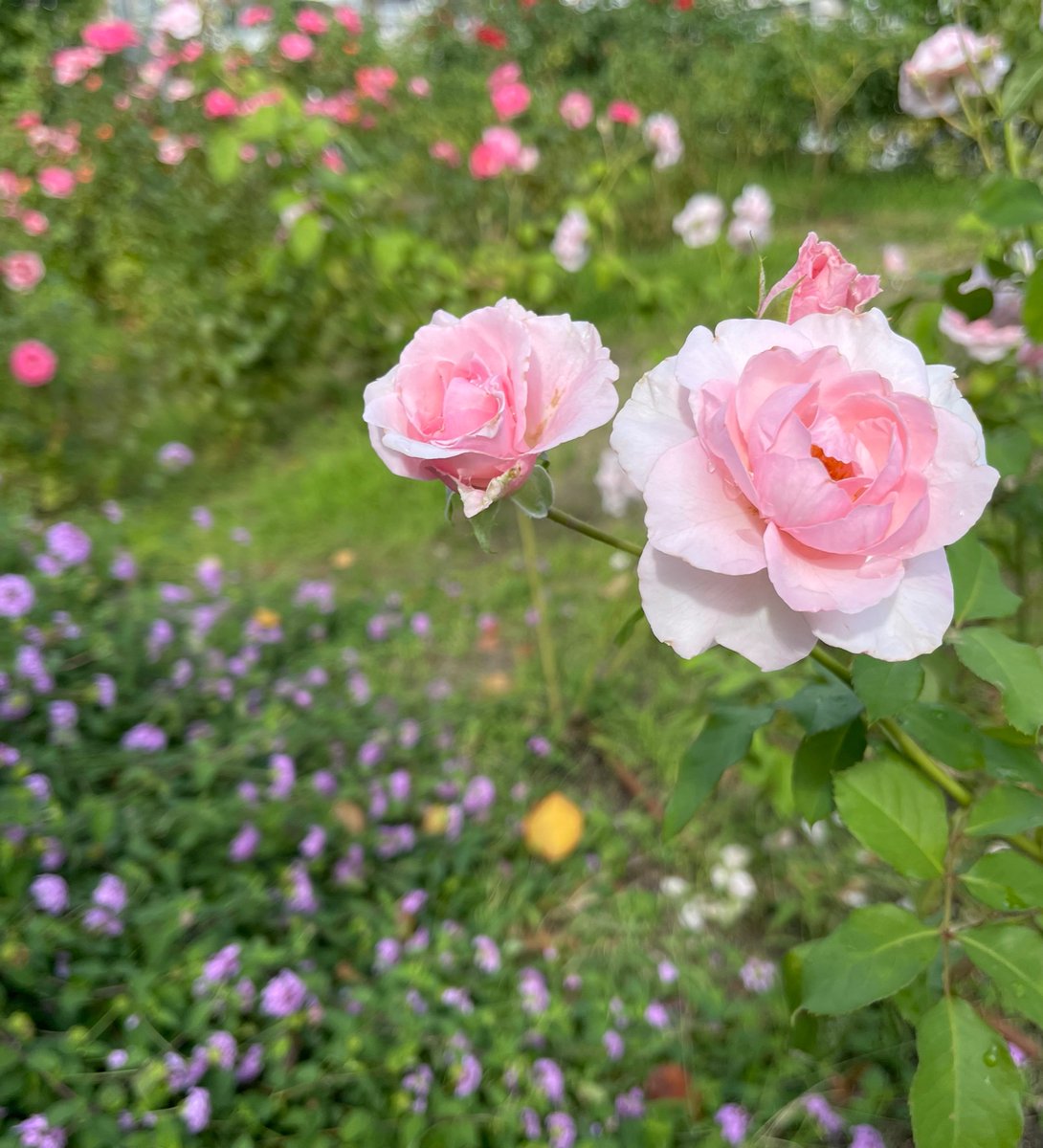 iwa1122rose's tweet photo. 薔薇は「早春」🌹
( Rose Soshun )
大阪 靭公園にて
素敵な夜を♪
Good Night 🌸 🌸
#Soshun
#早春
#roses #バラの花
#靭公園
#スターバックスコーヒー #Starbucks
#SDGs #TheNorthFace https://t.co/xP7F0YnmYT