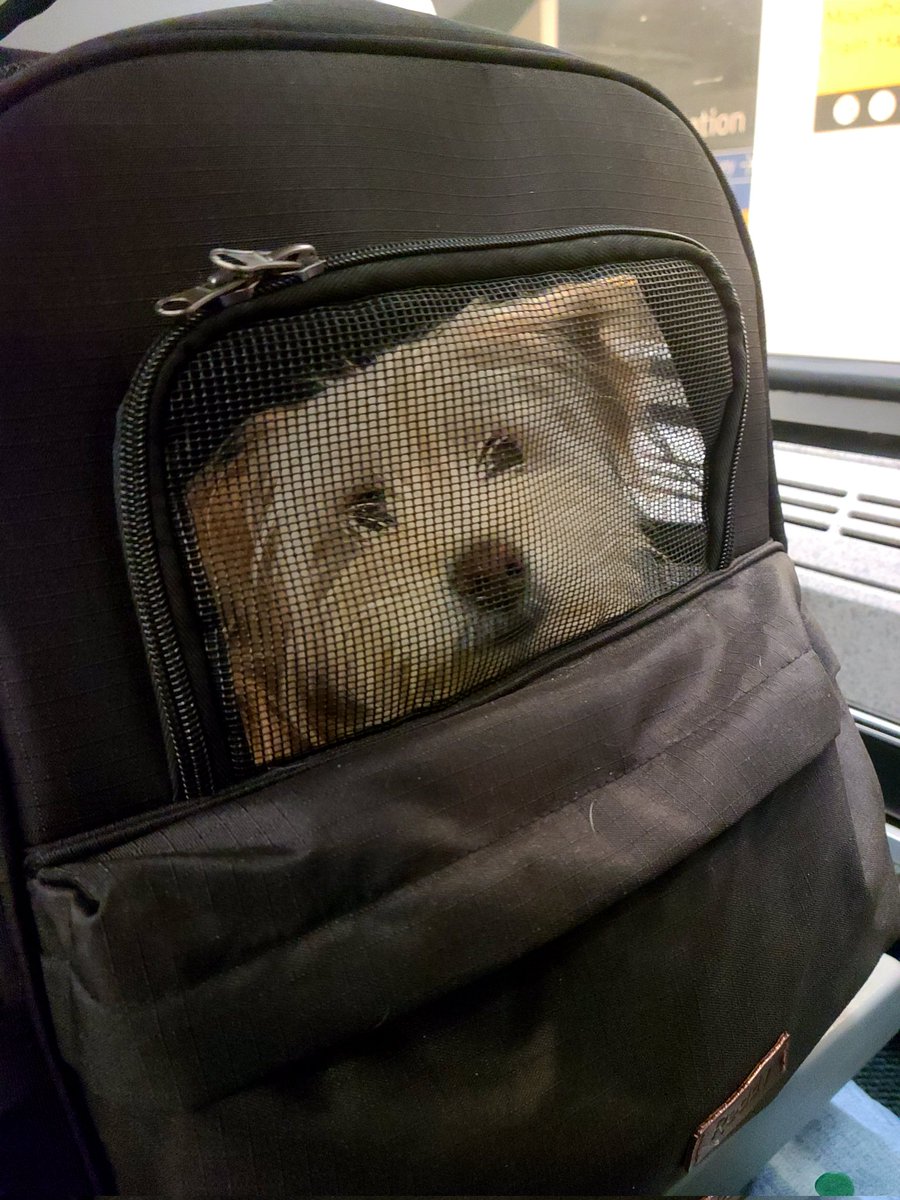 positively_kate's tweet photo. An angel of a traveler ๐ถ
#Olivepup
#travelbuddy
#backpackdog
#puppies
@jtente727 https://t.co/vheMpjLV50