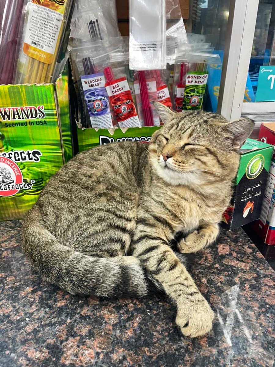 Bodegacats_'s tweet photo. https://t.co/bmYwSiw7Kg