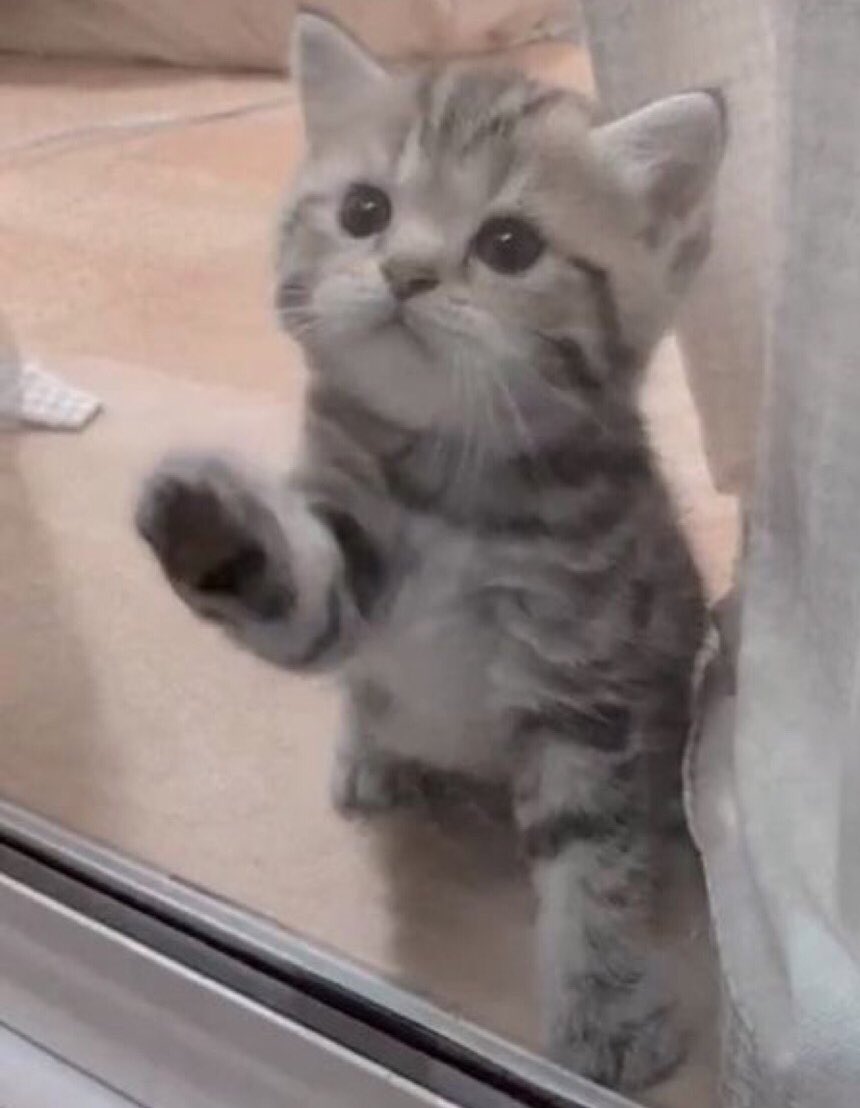 meowstete's tweet photo. https://t.co/ojz8Utvu5x