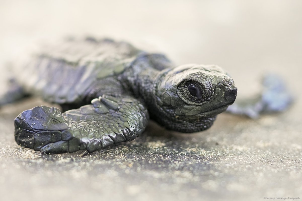 Good morning, world, it's #TurtleTuesday! 🐢

ow.ly/kDTk50EGk4X