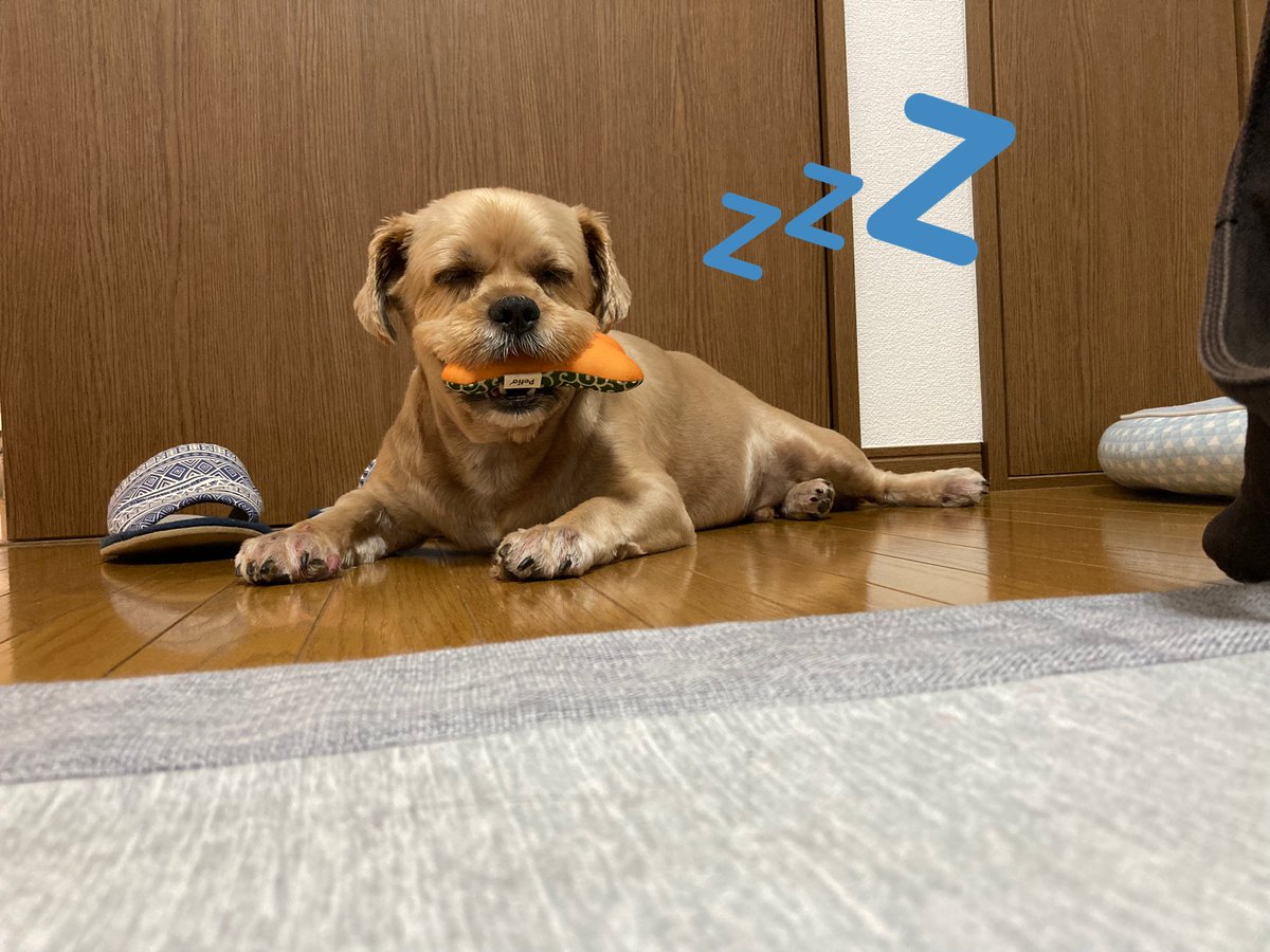 d4c3y0k's tweet photo. おもちゃを咥えながら、寝落ち寸前😂 https://t.co/KweSd7xnGU