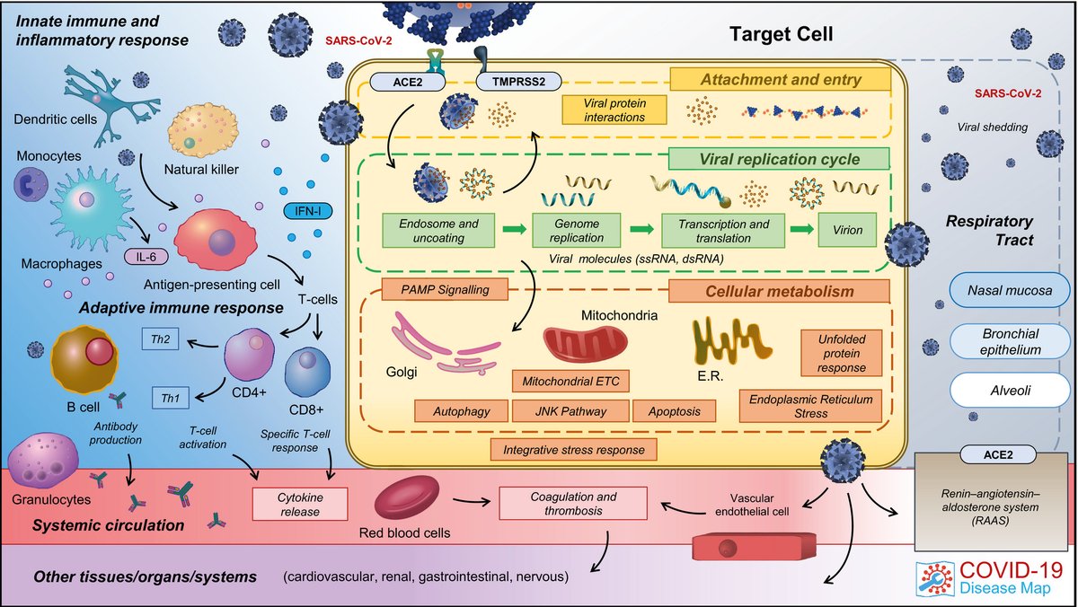CovidPathways's tweet photo. new: "COVID19 Disease Map, a computational knowledge repository of virus–host interaction mechanisms" https://t.co/nVpyVPhgJE https://t.co/z5bqVQTPhq