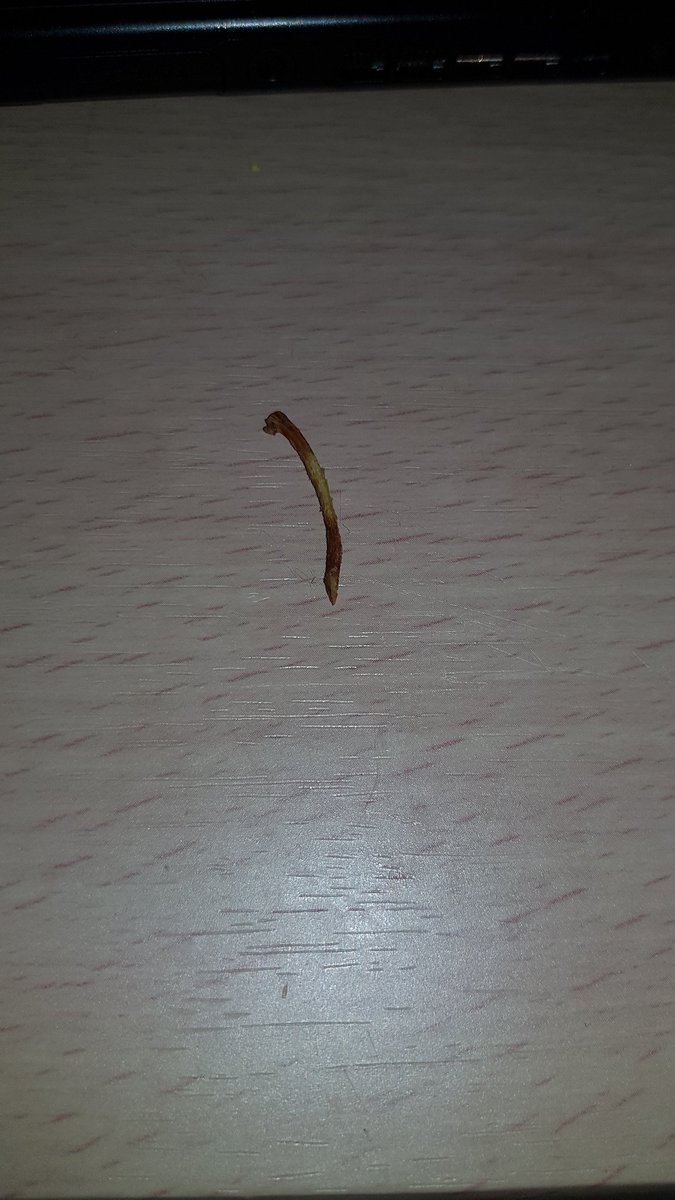 Kakiwee's tweet photo. @LidlGB oh no Lidl, you choked me on an apple stalk in your fruit and fibre cereal! https://t.co/s3gOVYxkVy