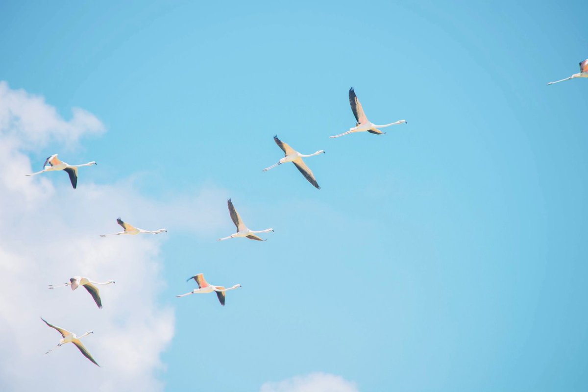 kcitycouncil's tweet photo. Kulhudhuffushi City is Overjoyed by the flocks of flamingo that chose to stop over at Kulhudhuffushi mangroves today.
We advise all citizens to refrain from capturing and harming of migratory birds.
Photo credits: Ahmed Abdul Rahman (Andhu) https://t.co/vMsxTnPp0o