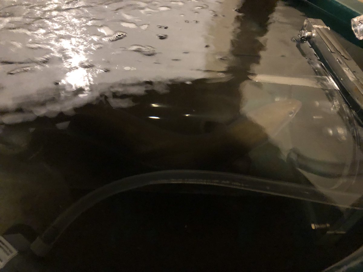 Very excited to see the results of Santiago’s research trying to correlate Carbon13 otolith signatures with respirometry, both to be used as proxies of American eel metabolic rate!