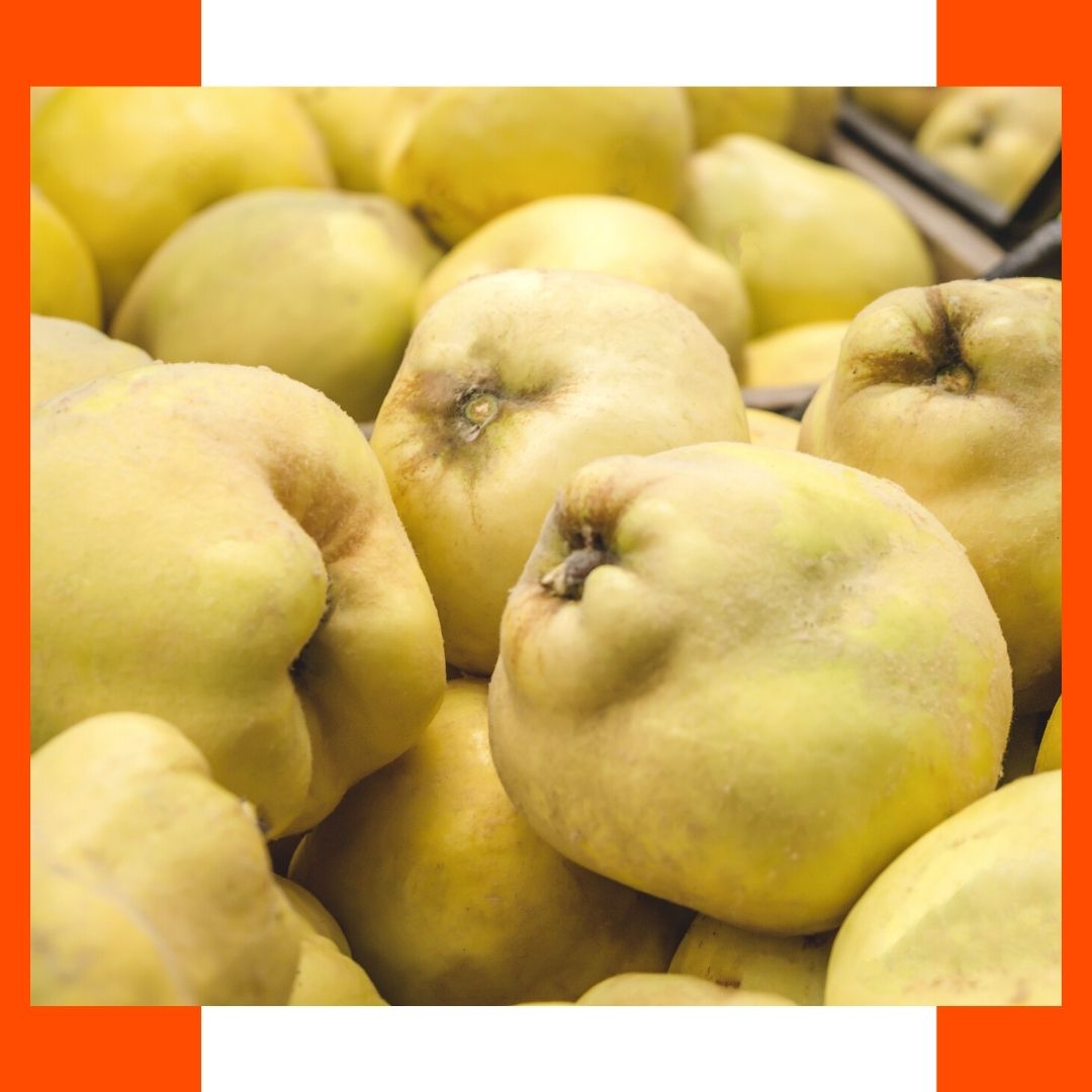 Mercavalencia1's tweet image. No mireu els pobres codonys amb eixa cara 🤨... Que sí, que tenen un sabor àcid i aspre 🤷‍♀️, però amb un poc de temps 👨‍🍳 podem fer codonyat, melmelades o compotes espectaculars! 😋 Pss, pss... i és ric en fibra i potassi. 
#Mercavalència #valència #codony #detemporada