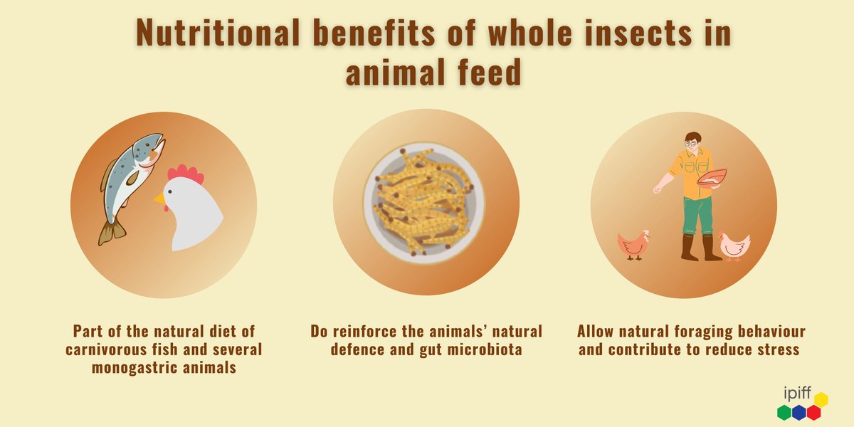 IPIFF_org's tweet photo. 🤔 Insect production generates different outputs which may be used in animal feed, in addition to #insectPAPs and fats. How much do you know about whole treated insects?

1/4 https://t.co/OvnabwZct9