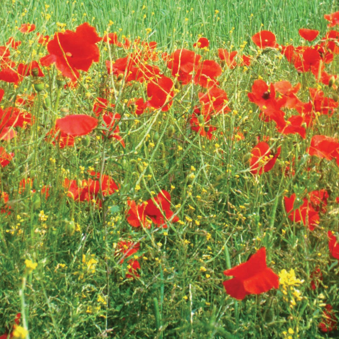 GoodGiftsCat's tweet photo. Why not help regenerate UK meadowland by planting a field of flowers? Our Meadow of Flowers gift is one of the all time favourites with our good givers!
https://t.co/r89M40q8z6
#plantflowers #environmentalgifts #savetheplanet #COP26 #ukclimateaction https://t.co/ZjFpk6umat