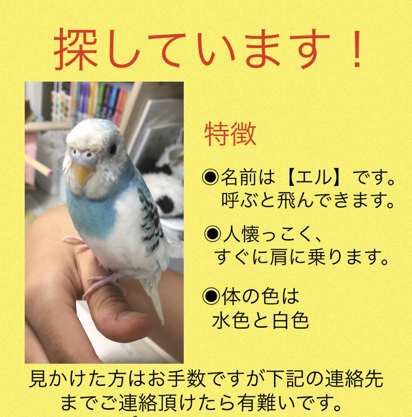 迷いインコ 迷いインコ情報 探しています 名前 エル 場所 愛知県 小牧市 名古屋市 日時 21 10 16 Am9時半 特徴 セキセイインコ 人懐こく 名前を呼ぶと肩に乗る 向かって左側の頬に青斑点がある 嘴が少し欠けている 体は白と水色