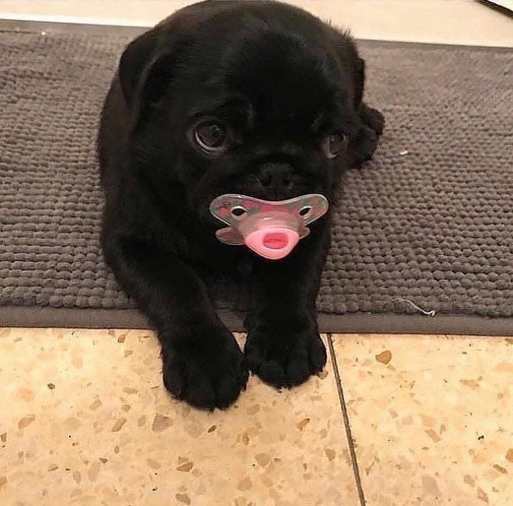 Loulou_thepug's tweet photo. baby https://t.co/OfwaegyWDF