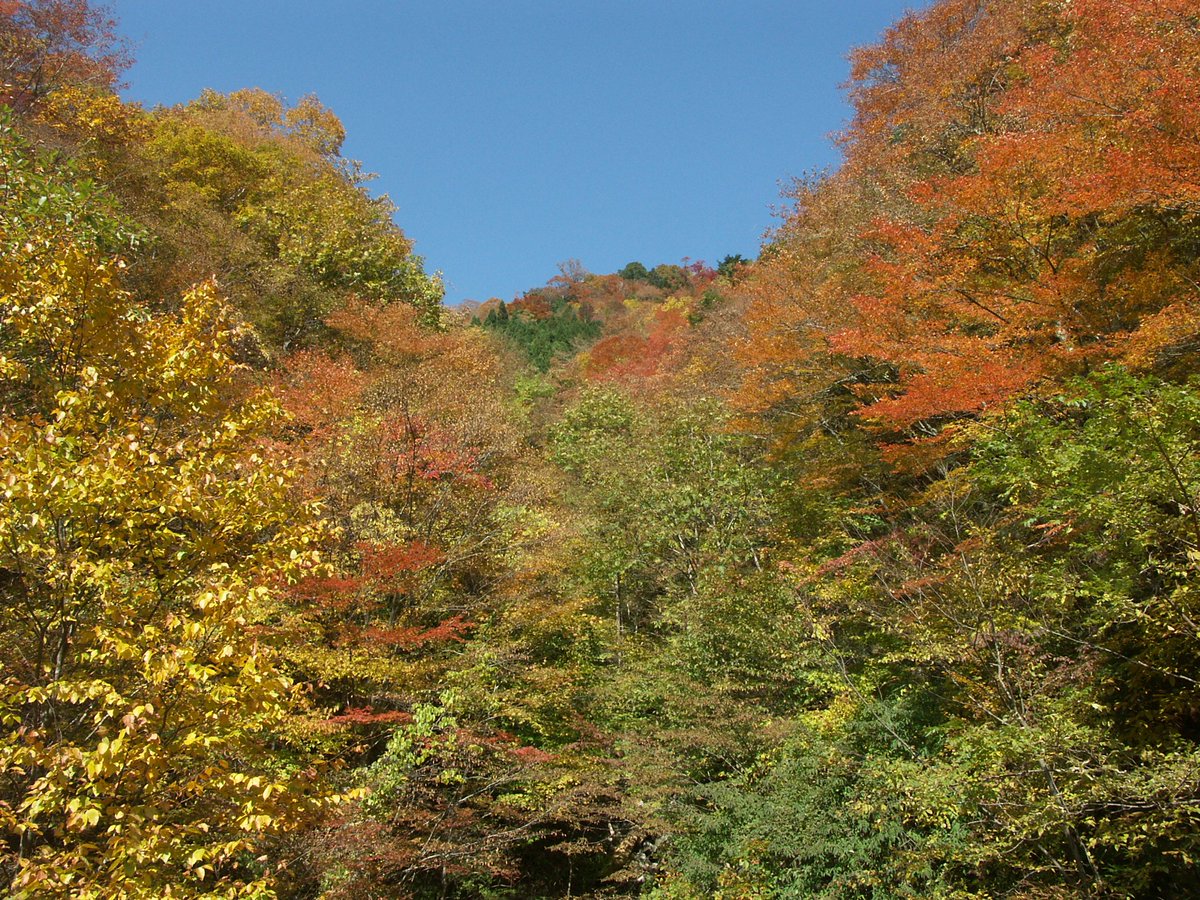 Hosomichi_13's tweet photo. 紅葉その2、だいぶ上まで上がった場所だと思うのでもうちょっと色が付いてます。
紅葉って春と違って、わび・さびの感じがあって好きですねぇ。自分の人生ももう晩秋です・・。2005-11-5 #奈良 #上北山 #国道 #r309 #紅葉 #archive https://t.co/sCABvynKI5
